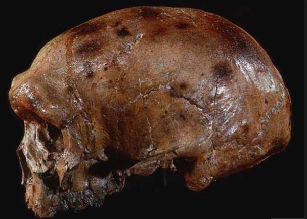 Un cráneo hallado en China podría volver a escribir la teoría de la evolución humana