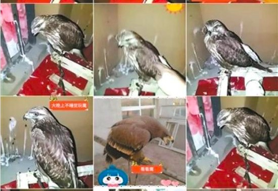 Águilas salvajes vendidas en Internet en China desencadenan investigaciones policiales.