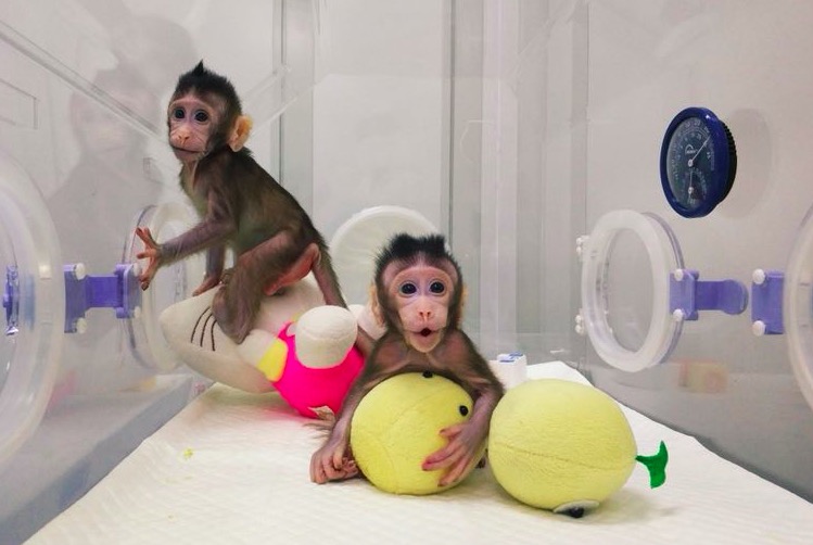 China clonó dos monos por primera vez en la historia